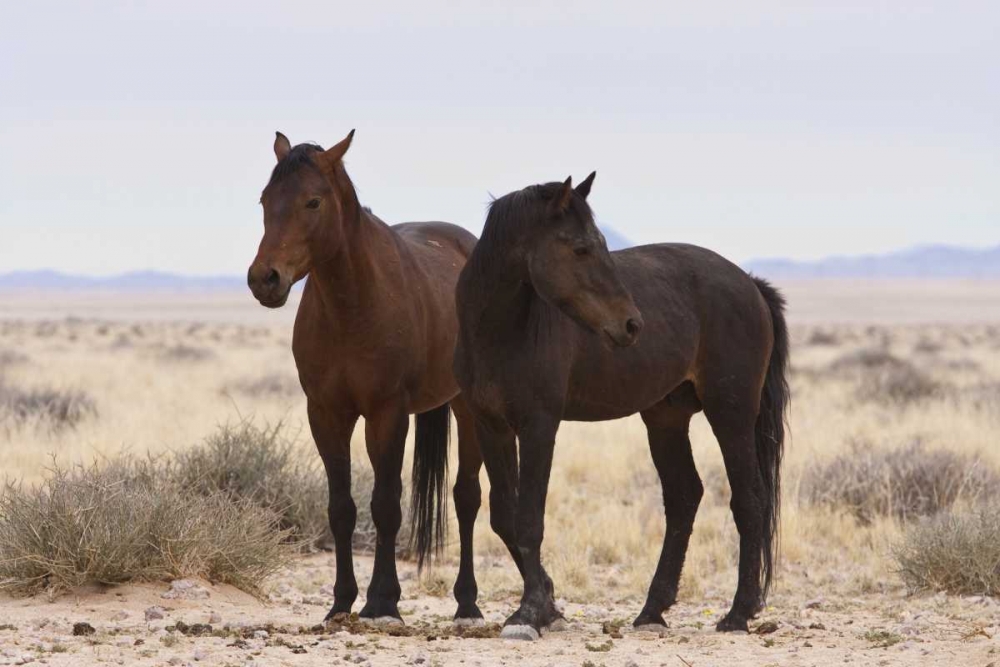 Namibia, Garub Two feral horses art print by Bill Young for $57.95 CAD